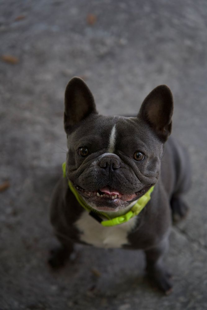 What The Pup Pet Care - pet boarding facility in Fort Lauderdale, FL