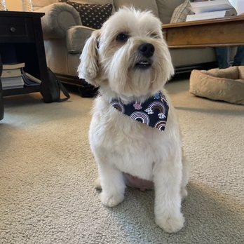 Rudy's Pawsome Kingdom - Pet Groomers Near Me - Duncanville, Texas