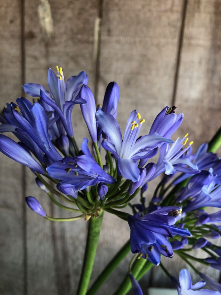 WILD ROOT FLORIST & GIFT SHOP Updated October 2024 71 Photos & 11