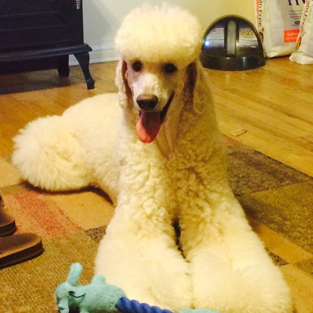 Poodles & Pals - My perfect, handsome, love of a boy! So grateful we got him! - Animal Shelters Near Me Poodles & Pals - My perfect, handsome, love of a boy! So grateful we got him! - Animal Shelters Near Me