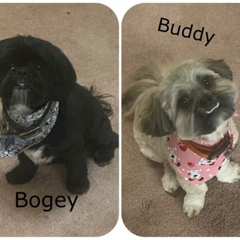 Tucson Doggie Doors - Two happy dogs because they got a new door! - Pet Waste Removal Near Me