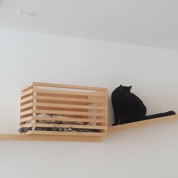 KitTea - Pet Adoption Near Me - San Francisco, California