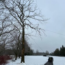 UTS Tree Care - Photo