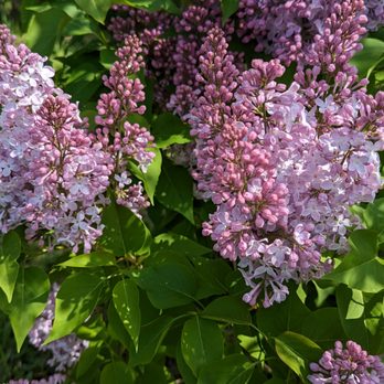 Centennial Lilac Garden - Parks Near Me - Niagara Falls, Ontario Centennial Lilac Garden - Parks Near Me - Niagara Falls, Ontario