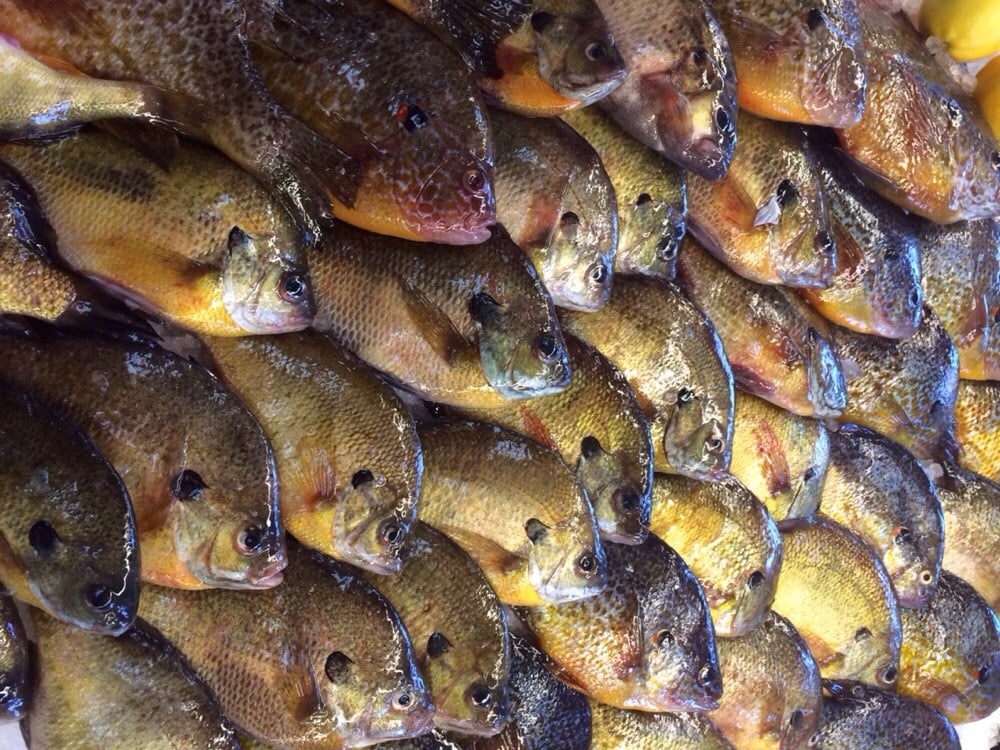 Mr Sea’s Fresh Fish & Seafood