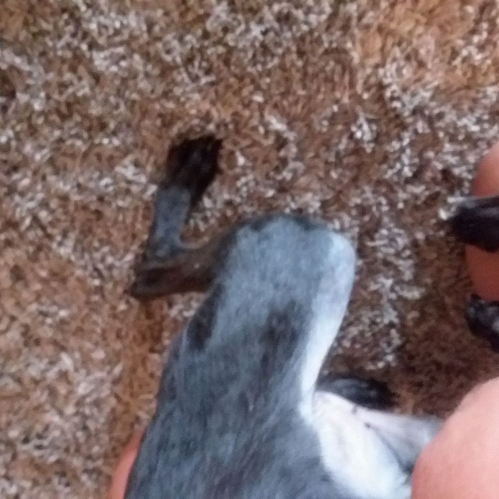 The Paw Wash - One of the uneven shaved spots! - Pet Groomers Near Me - Bedford, Virginia The Paw Wash - One of the uneven shaved spots! - Pet Groomers Near Me - Bedford, Virginia
