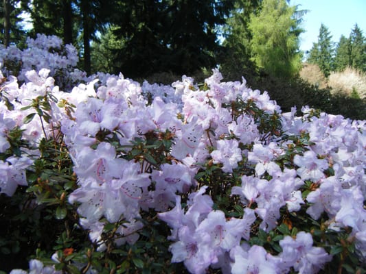 Rhododendron Species Botanical Garden by null