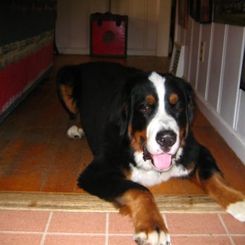 Wags And Wiggles - Dog Walkers Near Me Wags And Wiggles - Dog Walkers Near Me