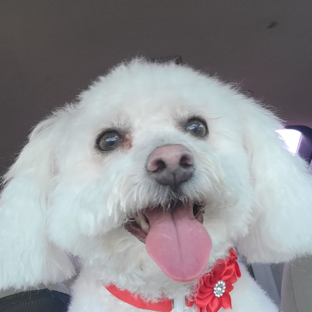 We Groom Pets - My Coco, Happy! - Pet Groomers Near Me - Downey, California