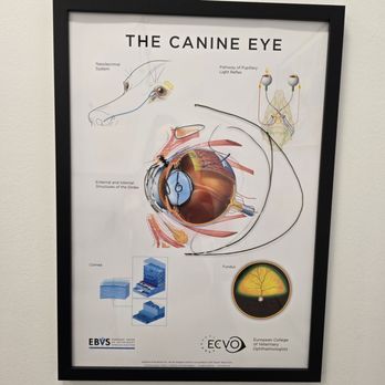 Veterinary Eye Clinic - Canine eye - Veterinarians Near Me - Calabasas, California