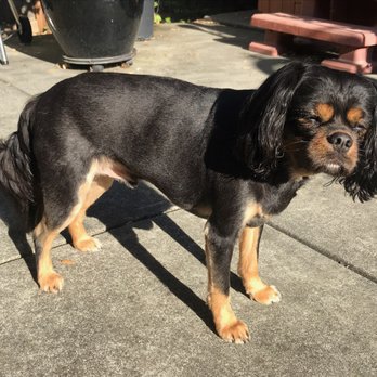 Trim and Proper Grooming Parlor - Summer grooming for hot dog days. Janel is the best! - Pet Groomers Near Me - Santa Rosa, California