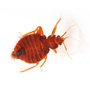 Photo of Pest Control Inc