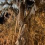Photo of Paynes Prairie Rest Area South