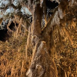 Paynes Prairie Rest Area South - Tree