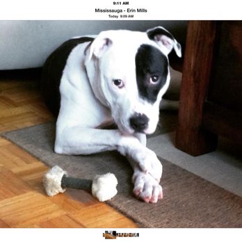 The Jerk Box - a black and white dog chewing on a bone - Caribbean Near Me - York, Ontario