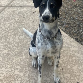 Zen K9 - Tucker - Pet Training Near Me