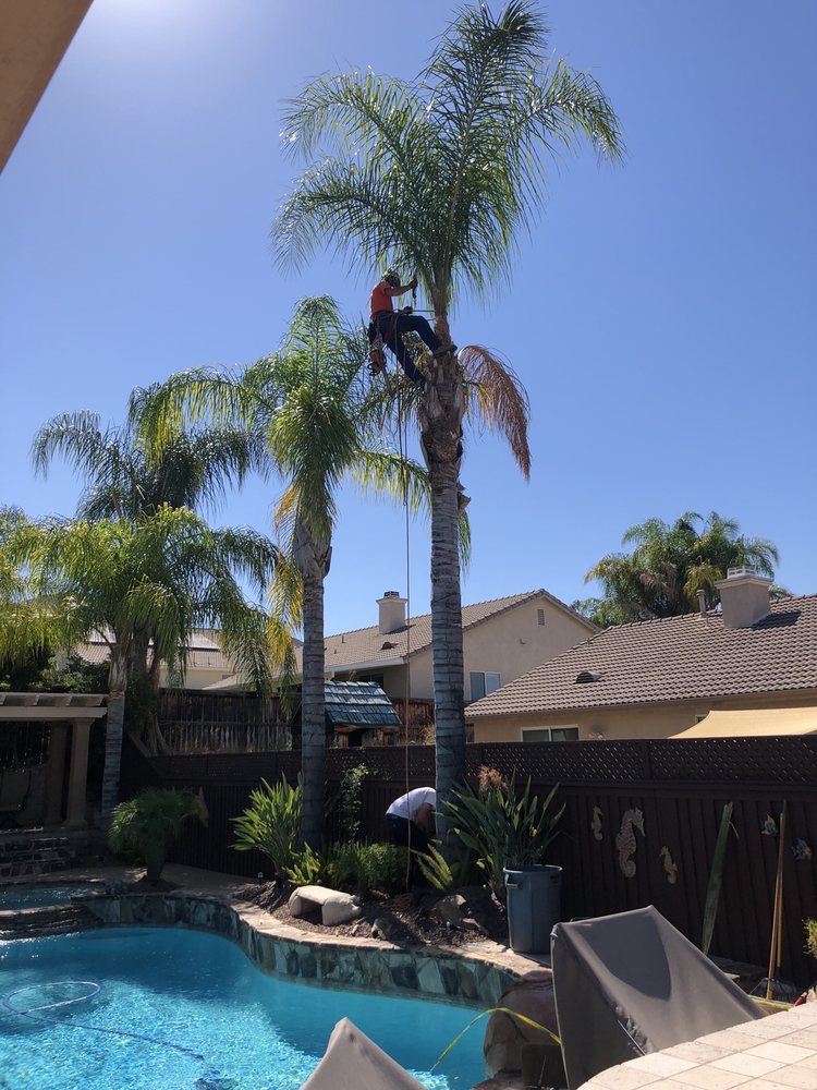 SKYHOOK TREE CLIMBING TRIMMING REMOVING Updated July 2024 26 Photos