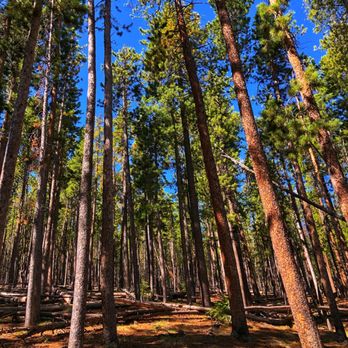 Alderfer/Three Sisters Park - Evergreen Mtn. Trail West (5/23/20) - Hiking Near Me - Evergreen, Colorado Alderfer/Three Sisters Park - Evergreen Mtn. Trail West (5/23/20) - Hiking Near Me - Evergreen, Colorado