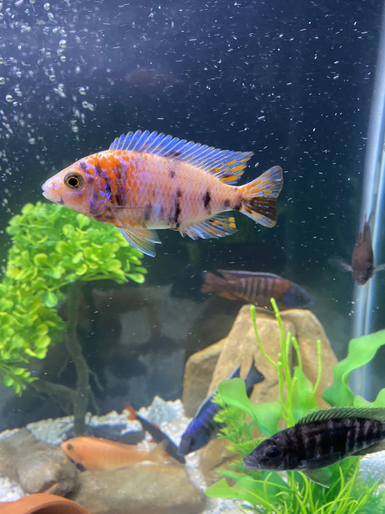 PET WORLD Updated August 2024 101 Green St, Sunbury, Pennsylvania