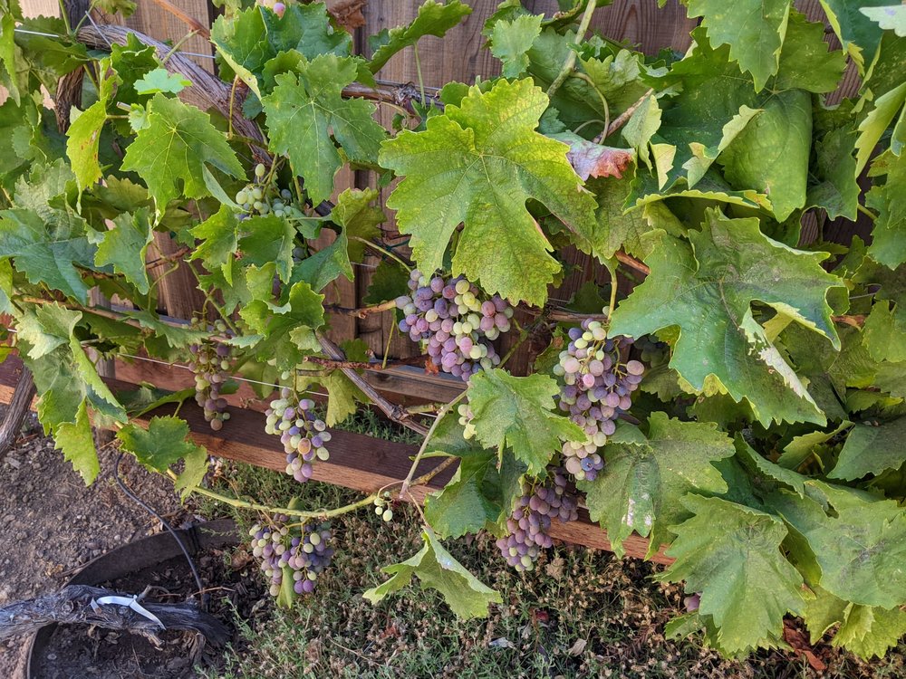 Flores Gardening - tree service in San Jose, CA