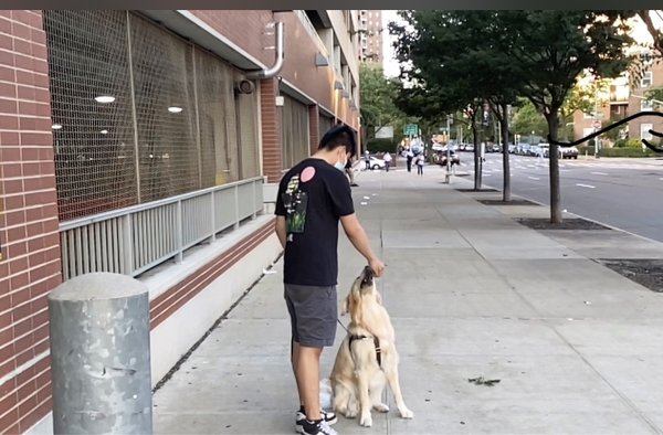 Leash handling - Loose leash walking is an essential skill for exercise, enrichment, and obedience communication despite outdoor distractions. Leash handling - Loose leash walking is an essential skill for exercise, enrichment, and obedience communication despite outdoor distractions.