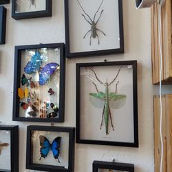 Assorted bugs