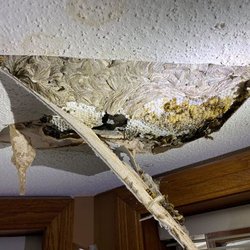 Cloverleaf Pest Control