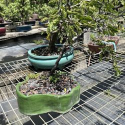 Dragon Tree Bonsai - Charming!