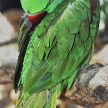 Free Flight - Animal Shelters Near Me - Del Mar, California Free Flight - Animal Shelters Near Me - Del Mar, California