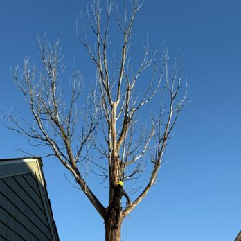 JMCTREESERVICE - Tree Services Near Me - Rosedale, Maryland