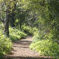 Wackelwald - Der Spazierweg rund um den Wackelwald hat eine Länge von ca. 600 m.