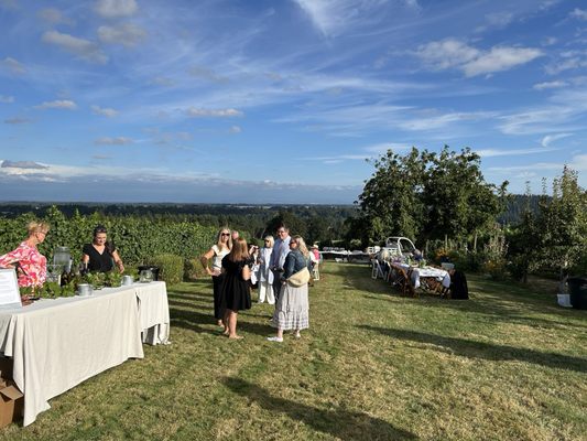 Terra Vina Wines Vineyard by null