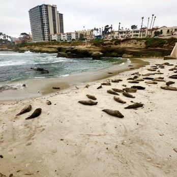 Children's Pool - Beaches Near Me - La Jolla, California Children's Pool - Beaches Near Me - La Jolla, California