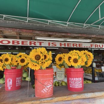 Robert Is Here - Beautiful sunflowers for sale in the front of the stand - Fruits & Veggies Near Me - Homestead, Florida Robert Is Here - Beautiful sunflowers for sale in the front of the stand - Fruits & Veggies Near Me - Homestead, Florida