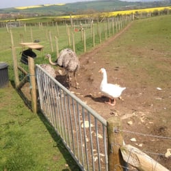 Chew Valley Country Farm - Cheeky goose