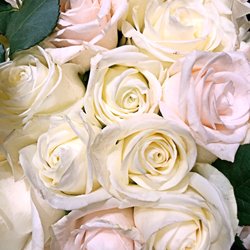 Roses Costes