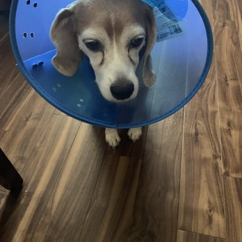Cal West Pet Hospital - In the cone of shame - Emergency Pet Hospital Near Me - Fairfield, California Cal West Pet Hospital - In the cone of shame - Emergency Pet Hospital Near Me - Fairfield, California