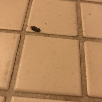 Comfort Inn - Dead bug next to jacuzzi - Hotels Near Me - Chelsea, Michigan Comfort Inn - Dead bug next to jacuzzi - Hotels Near Me - Chelsea, Michigan