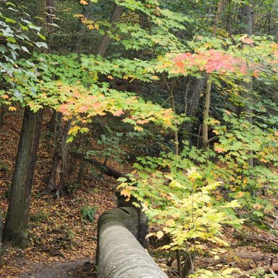 Wissahickon Valley Park by null