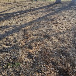 Fargo Dog Park - Wood chips galore - minimize muddy paws!