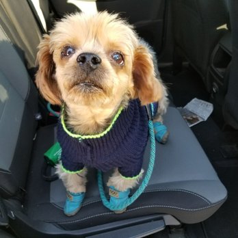 Honey's Grooming Parlor - 11 year old customer - Pet Groomers Near Me - Alsip, Illinois