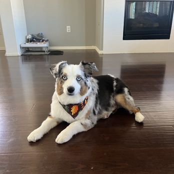 Pup's N Bubbles Pet Grooming - Pet Groomers Near Me - Lake Elsinore, California