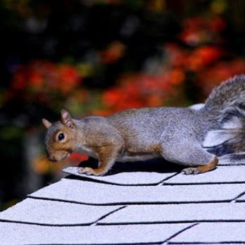 Pest Gurus - Pest Control Near Me - Duncanville, Texas Pest Gurus - Pest Control Near Me - Duncanville, Texas