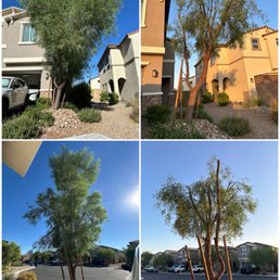 Before and after a major trim of our tree Before and after a major trim of our tree