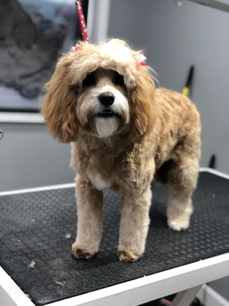 BROADWAY PAWS 22 Photos Pet Groomers 1054 Monroe Rd, Lebanon, OH