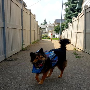CiTy Dogs - The help is adorable! - Dog Walkers Near Me CiTy Dogs - The help is adorable! - Dog Walkers Near Me
