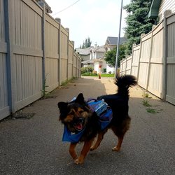 CiTy Dogs - The help is adorable!