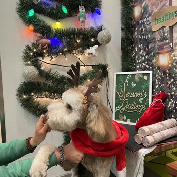 Healthy Spot - Pasadena - Saint!! - Pet Groomers Near Me - Pasadena, California Healthy Spot - Pasadena - Saint!! - Pet Groomers Near Me - Pasadena, California