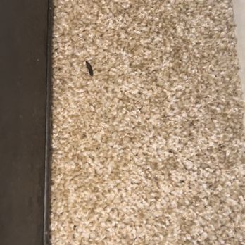 All County Boulder Property Management - Mouse poop - Property Management Near Me - Niwot, Colorado All County Boulder Property Management - Mouse poop - Property Management Near Me - Niwot, Colorado