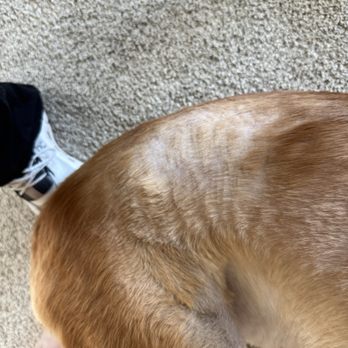 WAGS - Pet Sitting Near Me - Ankeny, Iowa WAGS - Pet Sitting Near Me - Ankeny, Iowa